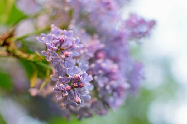 Buja Lila Bokrok Virágoznak Tavasszal — Stock Fotó