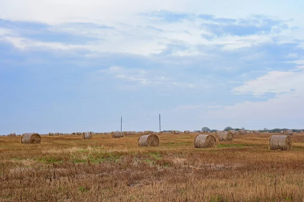Manzara - Gökyüzünün altındaki bir pınar tarlasında samanlıkların etrafında