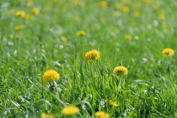 Meadow Yellow Spring Dandelions — Stock Photo, Image