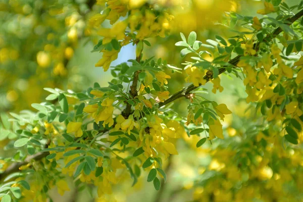 Çalı dallarında sarı bahar çiçekleri