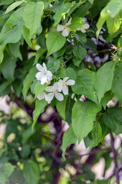 Spring White Flowering Trees Green Leaves — Stock Photo, Image