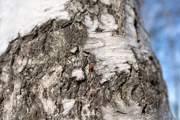 赤いカブトムシがいる公園の背景にある白樺の幹 — ストック写真