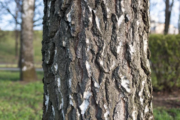 Tronco Betulla Sullo Sfondo Del Parco — Foto Stock