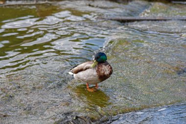 Yaban ördeği bir gölde duruyor