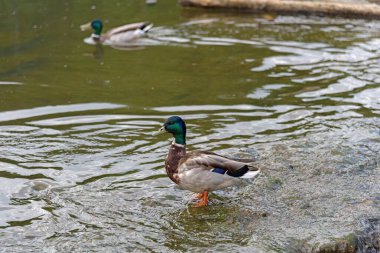 Yaban ördeği bir gölde duruyor