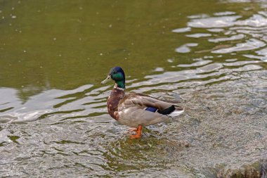 Yaban ördeği bir gölde duruyor