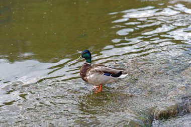 Yaban ördeği bir gölde duruyor