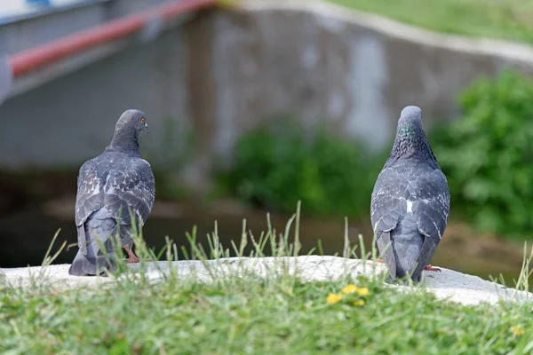 Dos Palomas Sobre Hierba Verde Frente Río —  Fotos de Stock