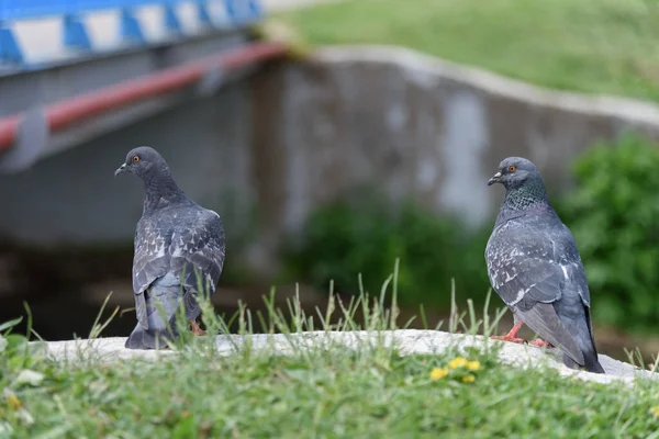 Dos Palomas Sobre Hierba Verde Frente Río —  Fotos de Stock