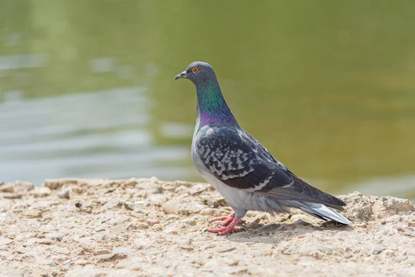 Una Paloma Solitaria Sienta Suelo Día Soleado —  Fotos de Stock