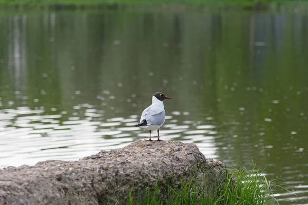 Mouette Ivoire Nez Brun Assise Sur Une Pierre Bord Étang — Photo