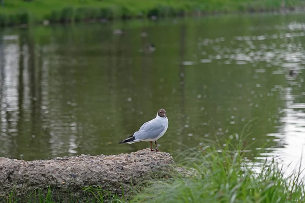 Mouette Ivoire Nez Brun Assise Sur Une Pierre Bord Étang — Photo