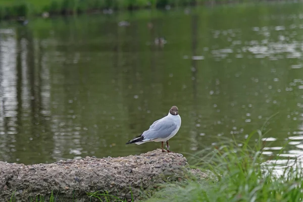 Mouette Ivoire Nez Brun Assise Sur Une Pierre Bord Étang — Photo