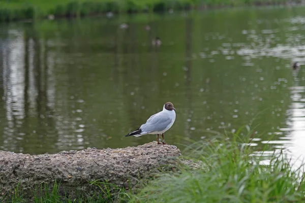 Mouette Ivoire Nez Brun Assise Sur Une Pierre Bord Étang — Photo