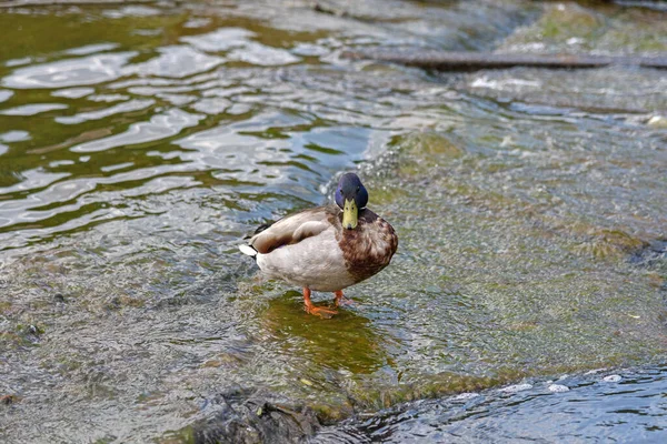 Pato Selvagem Fica Uma Lagoa — Fotografia de Stock