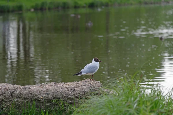 Mouette Ivoire Nez Brun Assise Sur Une Pierre Bord Étang — Photo