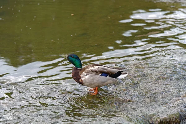 Pato Selvagem Fica Uma Lagoa — Fotografia de Stock