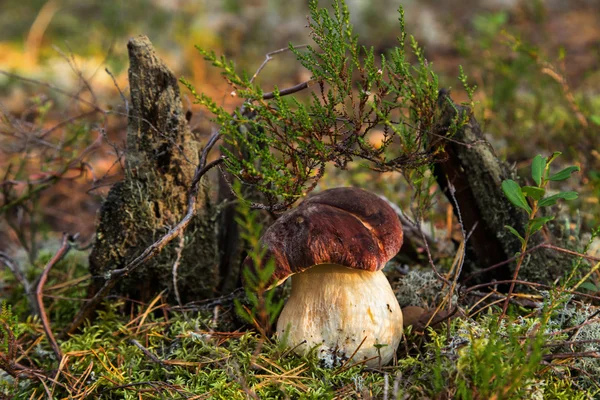 Hongos blancos creciendo en el bosque . — Foto de Stock