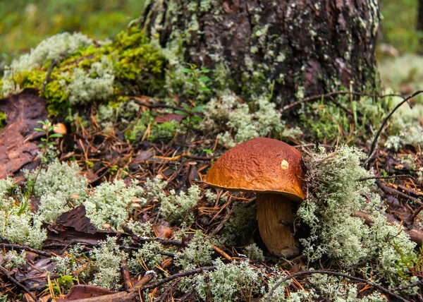 Vit svamp växer på skogen. — Stockfoto