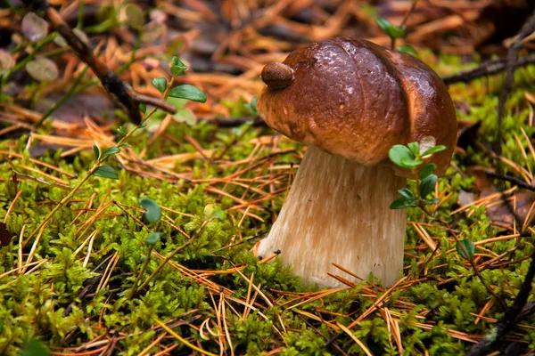 Vit svamp växer på skogen. — Stockfoto