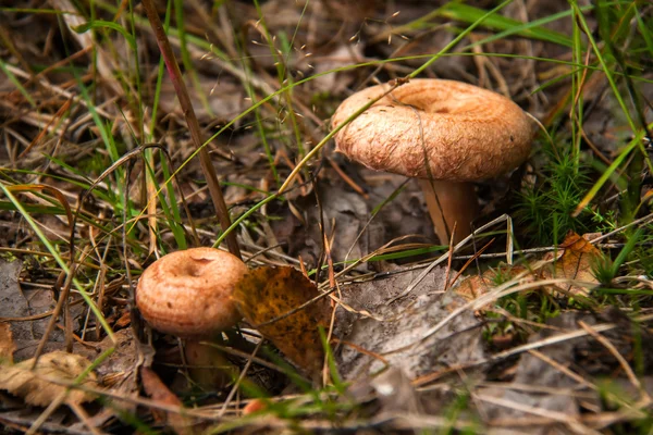 Volnushki. — Stockfoto