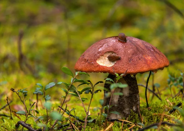 Paddestoel en slakken. — Stockfoto