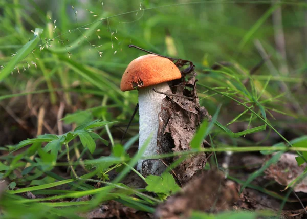 Boletus de capuchón . — Foto de Stock