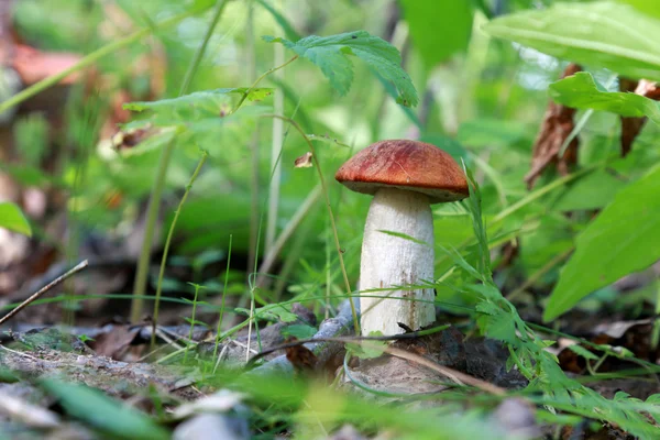 Orange-cap karljohansvamp. — Stockfoto