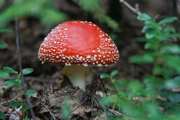 Amanita. — Stock Photo, Image