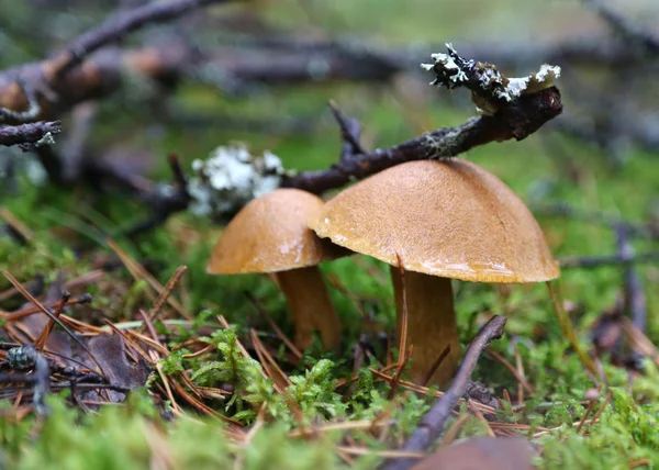 森林里的蘑菇. — 图库照片