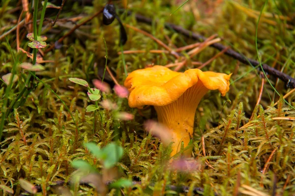 숲 속의 버섯. — 스톡 사진