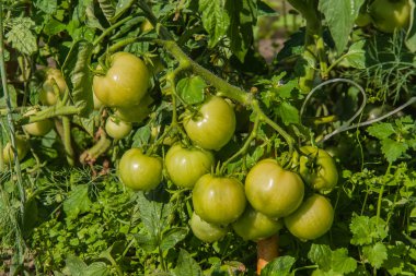 Domatesler.