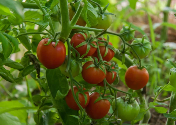 Tomater. - Stock-foto