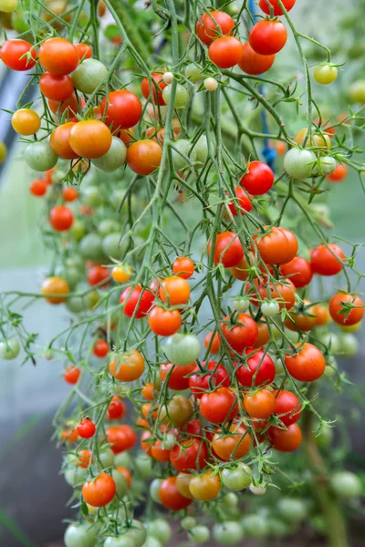 Tomates cereja — Fotografia de Stock