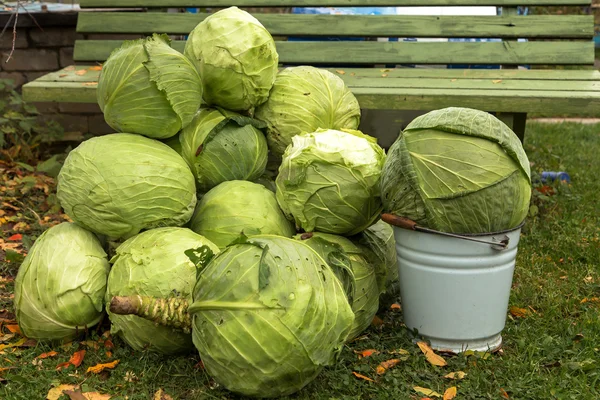 The harvest of cabbage. — Stock Photo, Image
