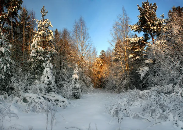 Invierno en el bosque. —  Fotos de Stock