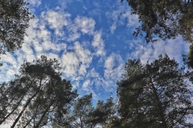 Arka planda çam ağaçları