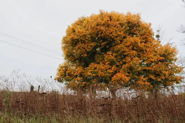 Herbstbaum Gelbe Blätter Des Ahorns Und Trockenes Gras — Stockfoto