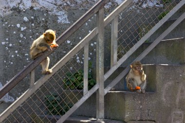 Maymun basamaklarında oturan bir çift ve havuç ye. Gibraltar