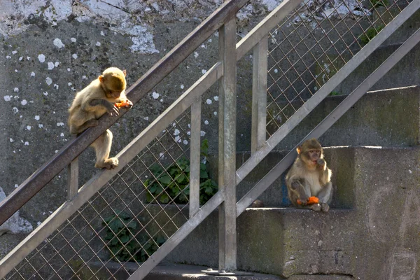 Une paire de singes assis sur les marches et manger des carottes. Gibraltar Images De Stock Libres De Droits