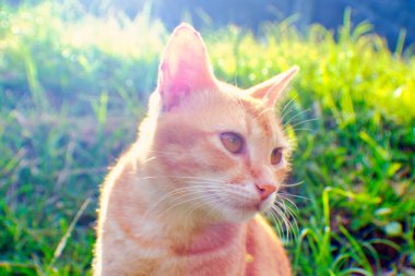 Sabah güneşinde bir kedi