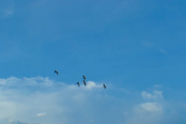 Blauer Himmel Mit Vögeln Vordergrund Die Nach Hause Fliegen — Stockfoto