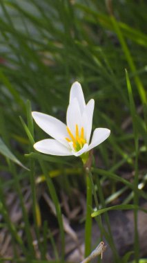 Beyaz çiçekler çimlerin arasında tek başına büyüyor.