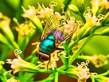 Bir sinek doğal tozlaşmayı sürdürürken çiçek nektarını emiyor.