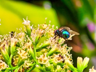 Bir sinek doğal tozlaşmayı sürdürürken çiçek nektarını emiyor.