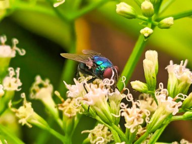 Bir sinek doğal tozlaşmayı sürdürürken çiçek nektarını emiyor.