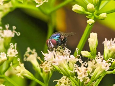 Bir sinek doğal tozlaşmayı sürdürürken çiçek nektarını emiyor.