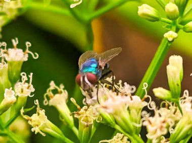 Bir sinek doğal tozlaşmayı sürdürürken çiçek nektarını emiyor.