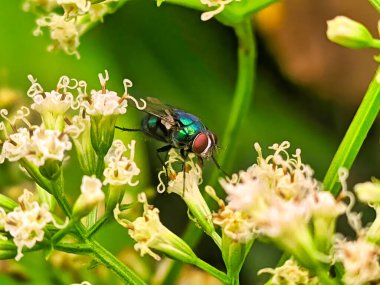 Bir sinek doğal tozlaşmayı sürdürürken çiçek nektarını emiyor.