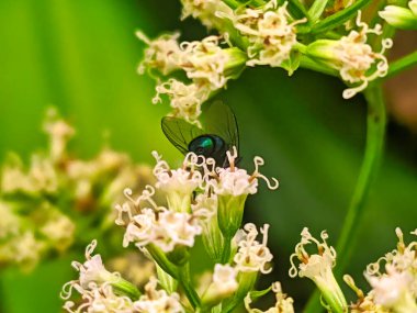 Bir sinek doğal tozlaşmayı sürdürürken çiçek nektarını emiyor.
